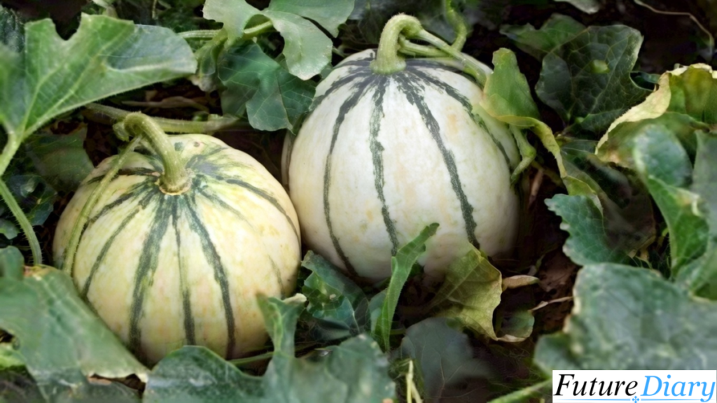 Mellozgalgoen: Meaning, Origins, Uses, and Growing Influence Mellozgalgoen